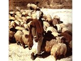 A shepherd guarding sheep in the Wilderness